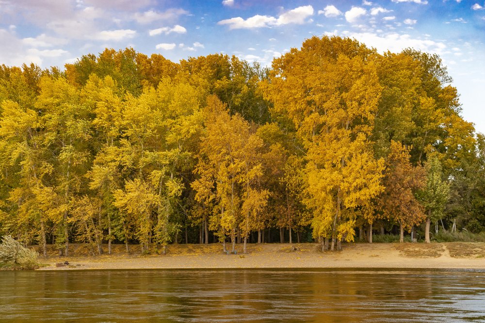 Осеннее золото