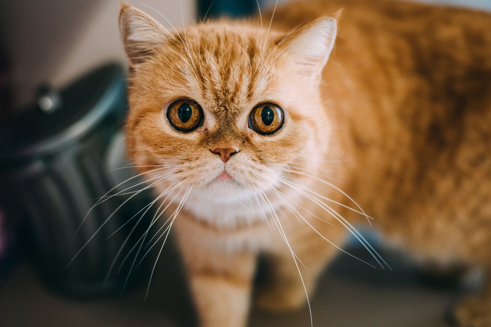 Photograph by Анна Лисейцева