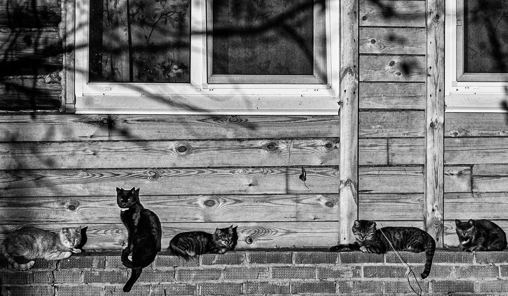 Осенние коты