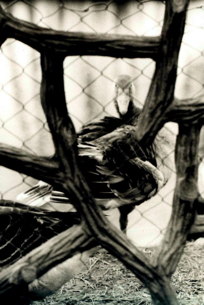 Photograph by Roozbeh Rahiminejat