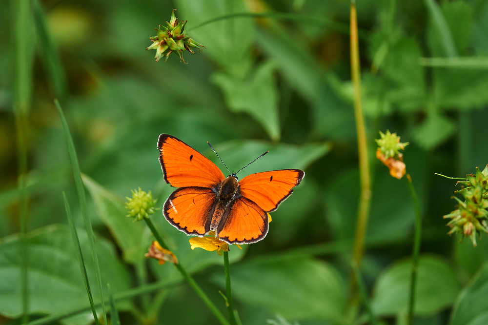 Photograph by Константин Шишкалов