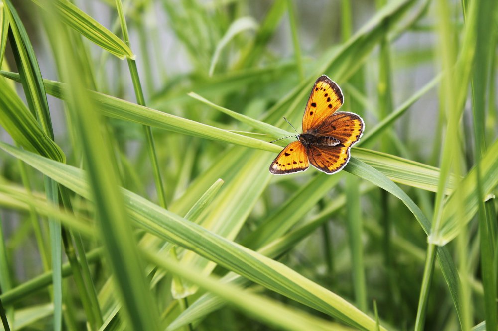 Фотография автора Гудкова Светлана