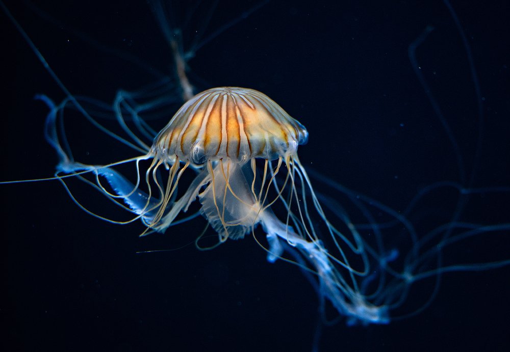 Photograph by Юлия Борт