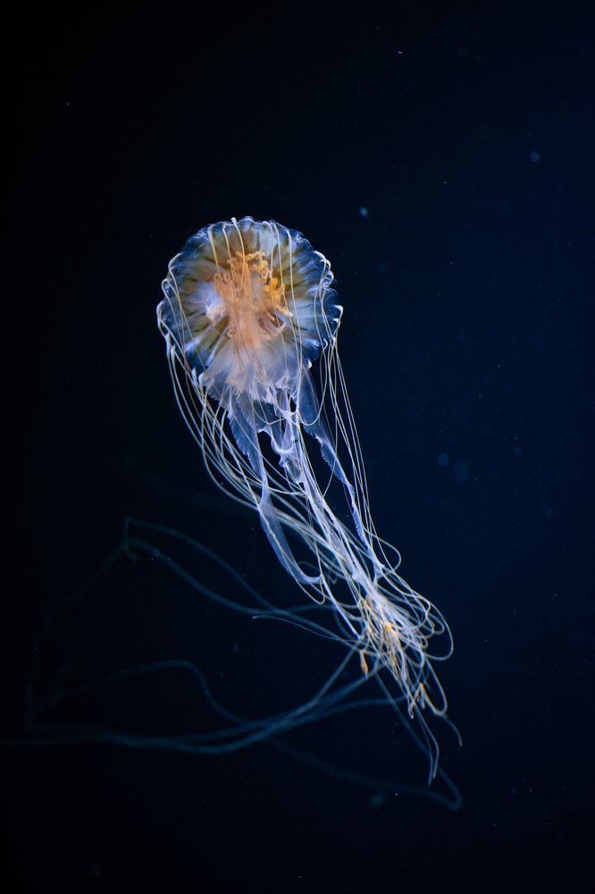 Photograph by Юлия Борт