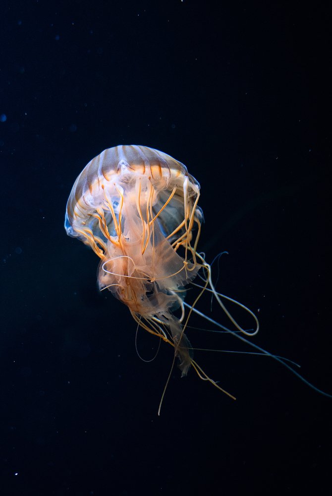 Photograph by Юлия Борт