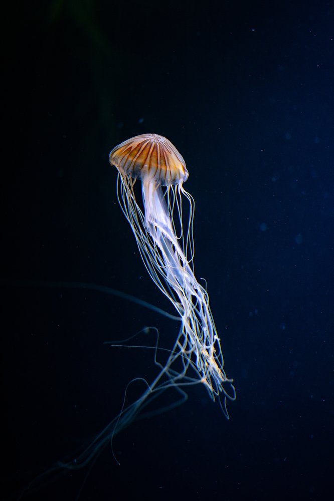 Photograph by Юлия Борт