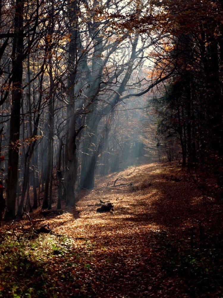 Magic Path