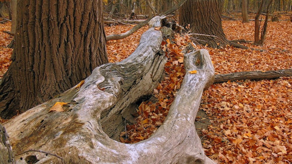 В осеннем лесу