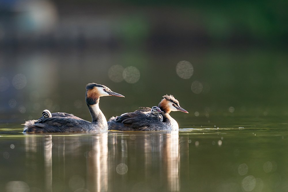 Фотография автора Thinesh Thirugnanasampanthar