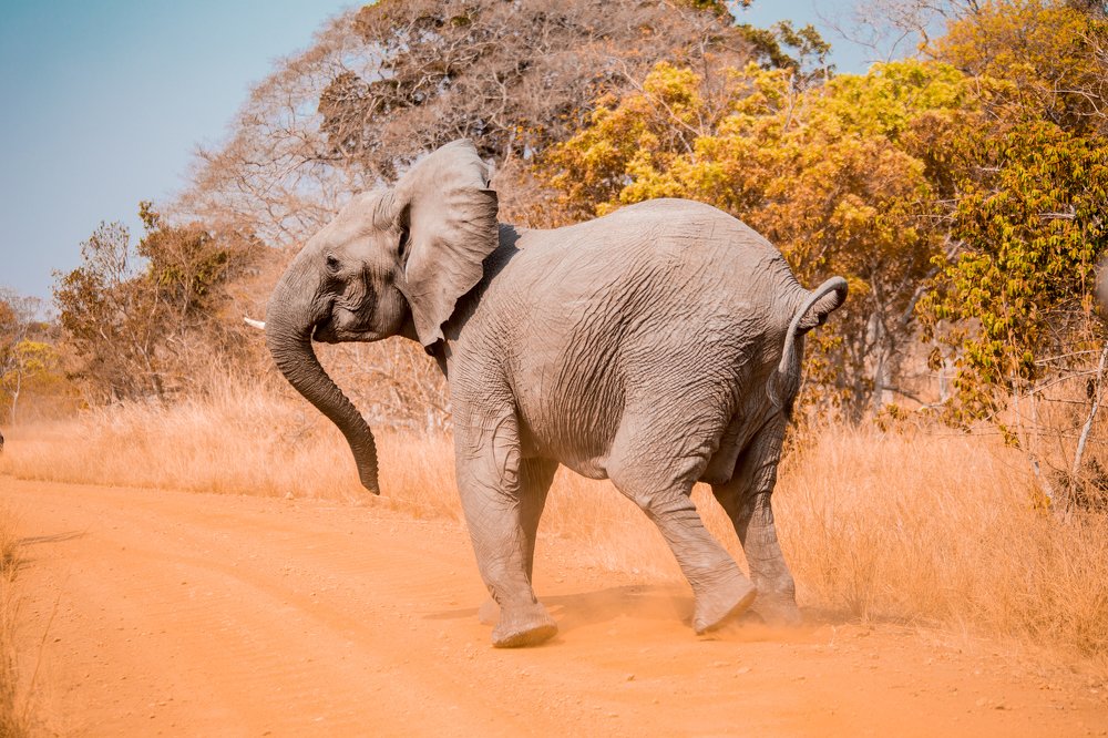 Elepehant in motion