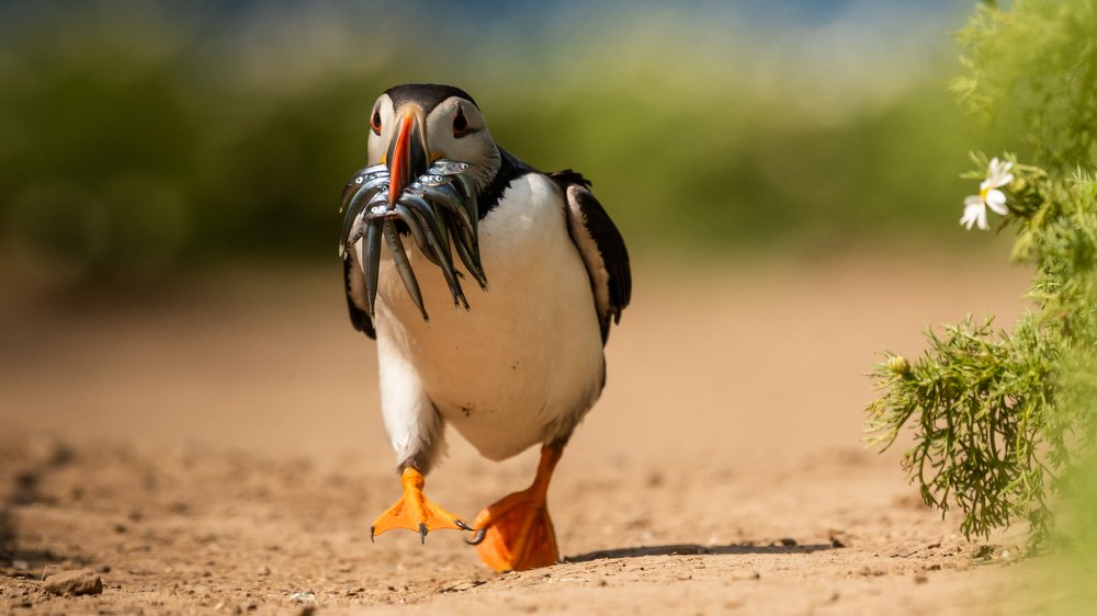 Puffin with Mouthful of sand eels