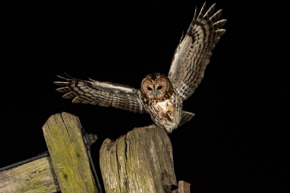 Photograph by Thinesh Thirugnanasampanthar