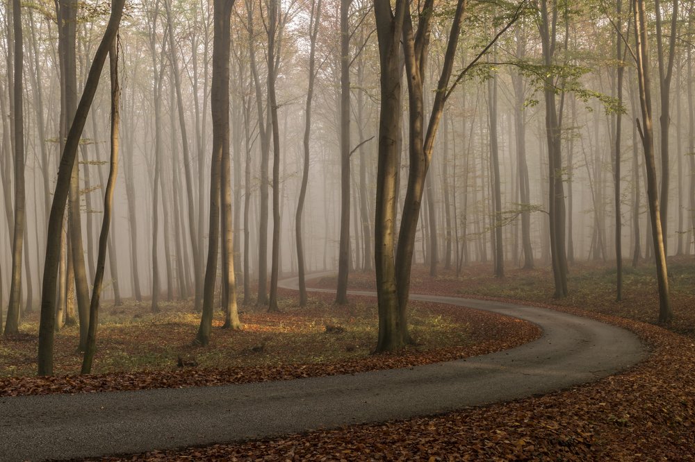Foggy morning in the forest, Slovenia