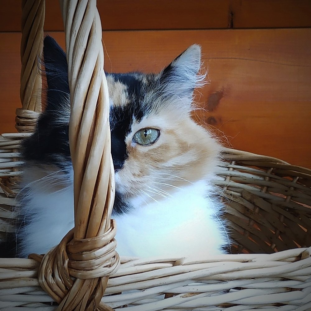 Photograph by Елена Павлова