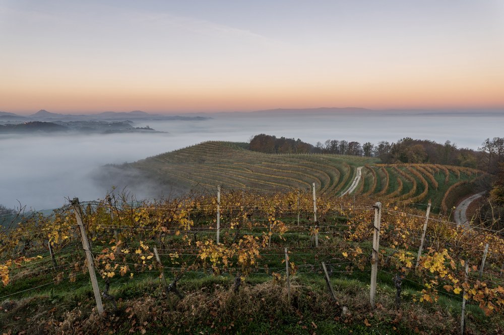 Foggy morning in Haloze, Slovenia