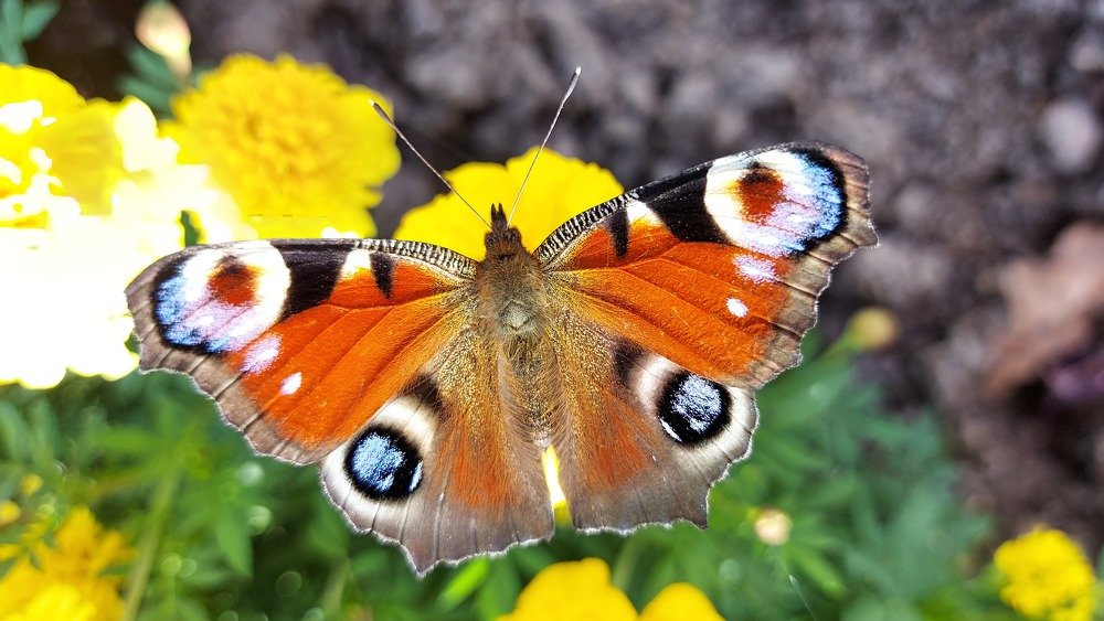 Photograph by ЭЛЬМИРА  ИСМАИЛОВА