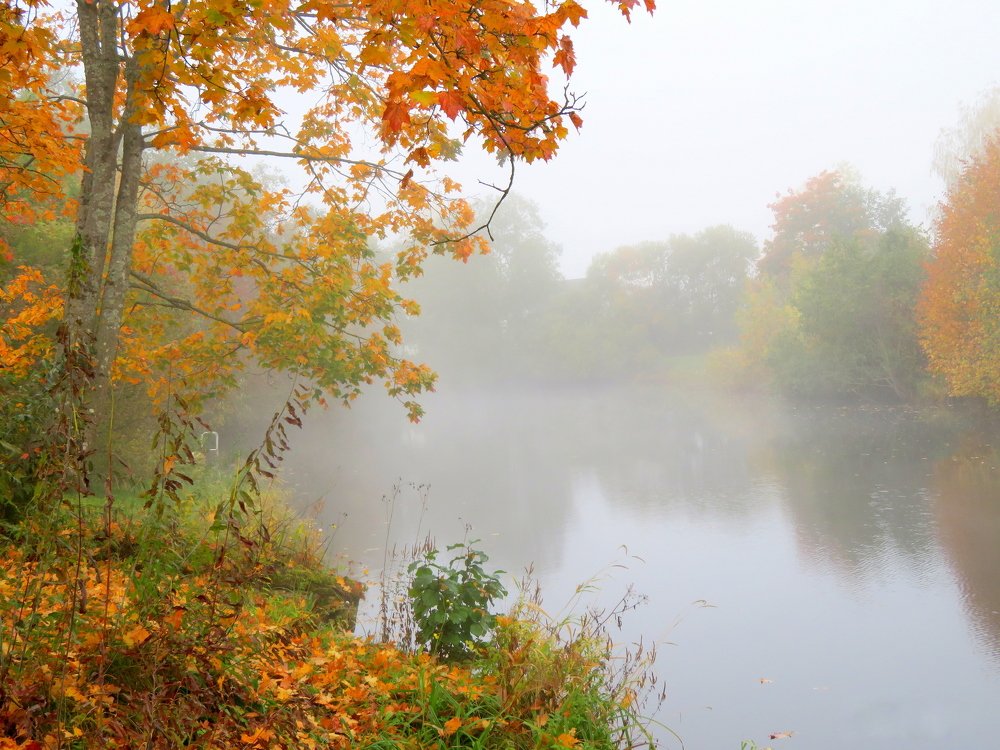 туманное утро