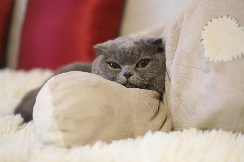 Фотография автора Елизавета Иваськевич