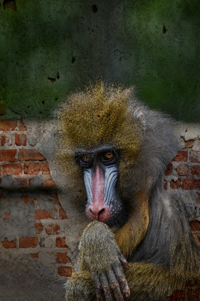 Photograph by Ivo Damen