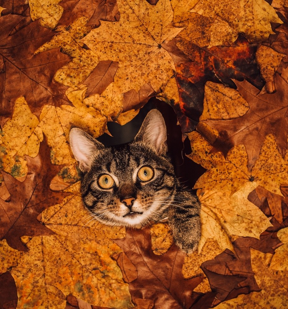 Photograph by Viacheslav Machuskyi