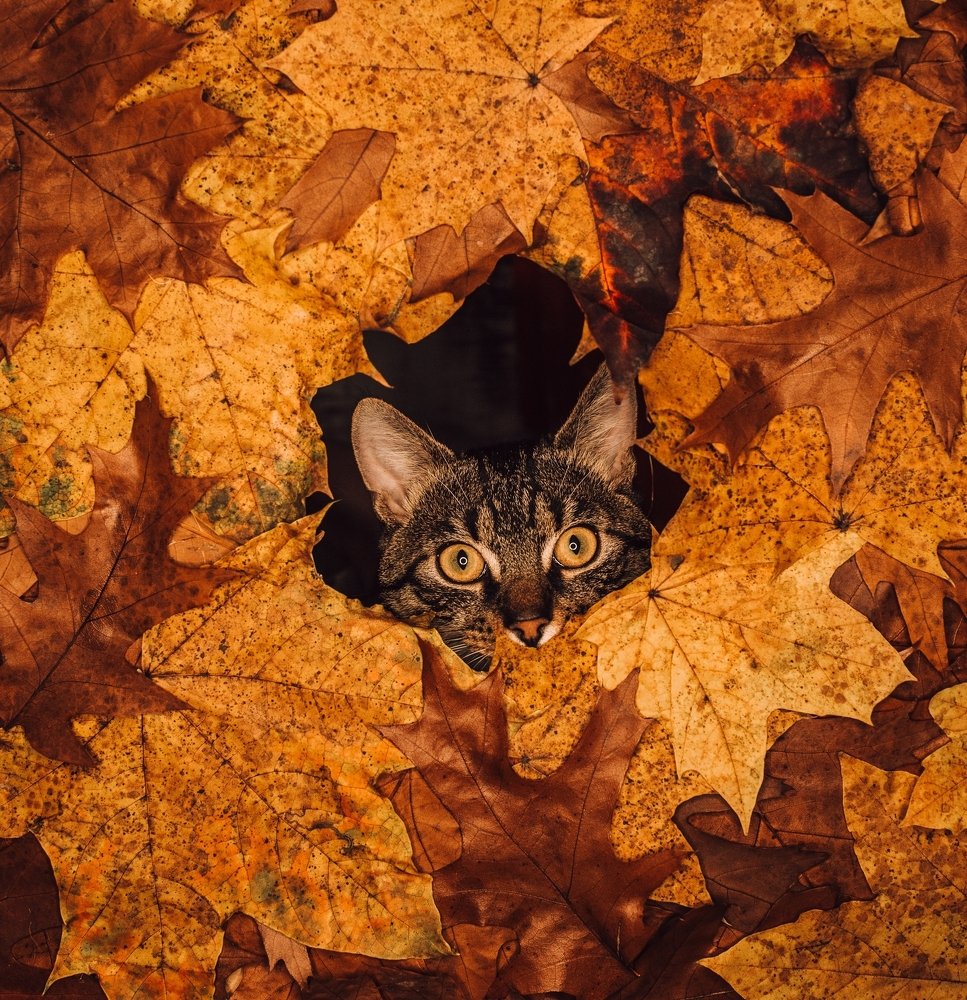 Photograph by Viacheslav Machuskyi