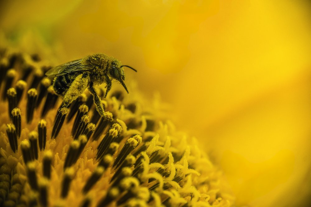 Photograph by Koel Das