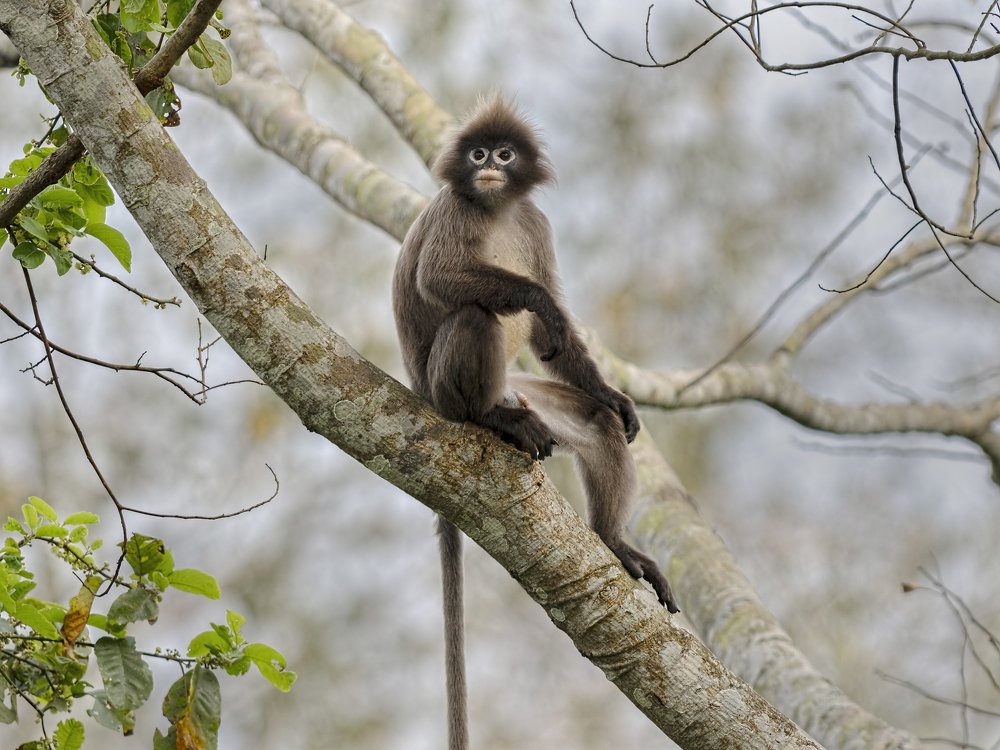Watcher of the Forest