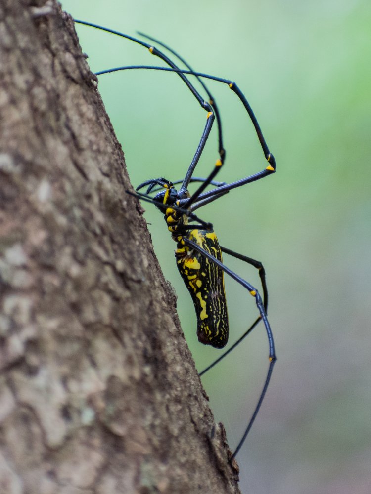 Nephila pilipes species of golden orb-web spider.