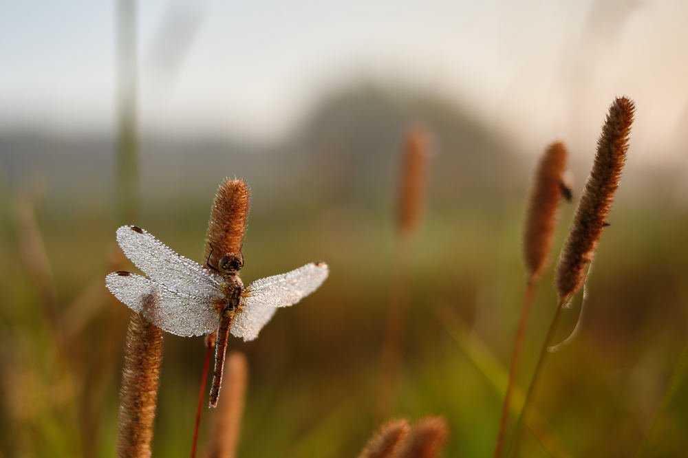 Photograph by Александр Батусов