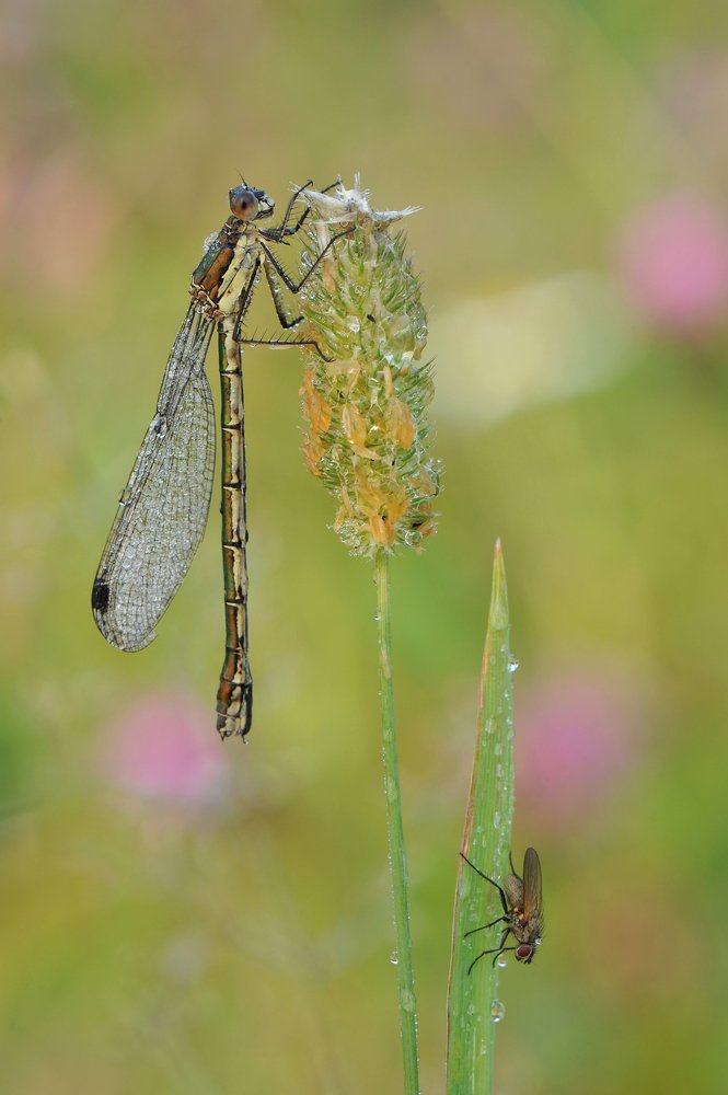 Утро в поле.