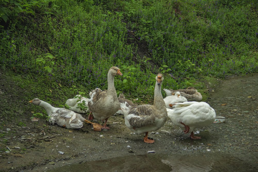 гуси-гуси га-га-га есть хотите да-да-да