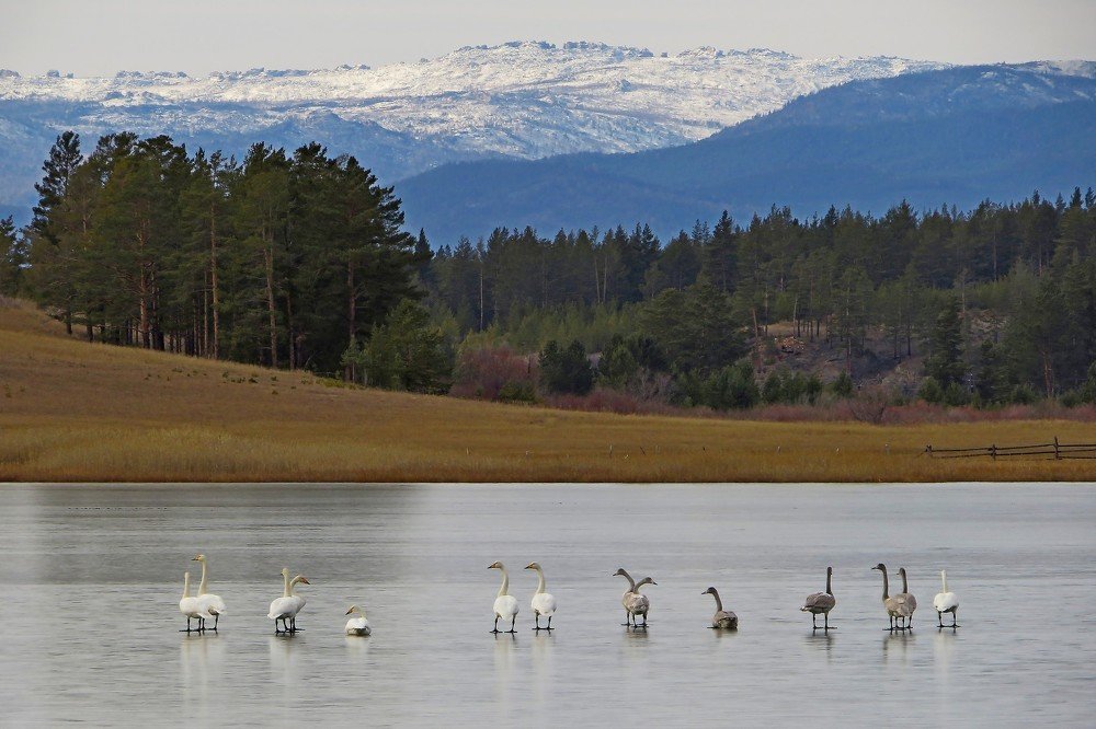 Лебеди на отдыхе.