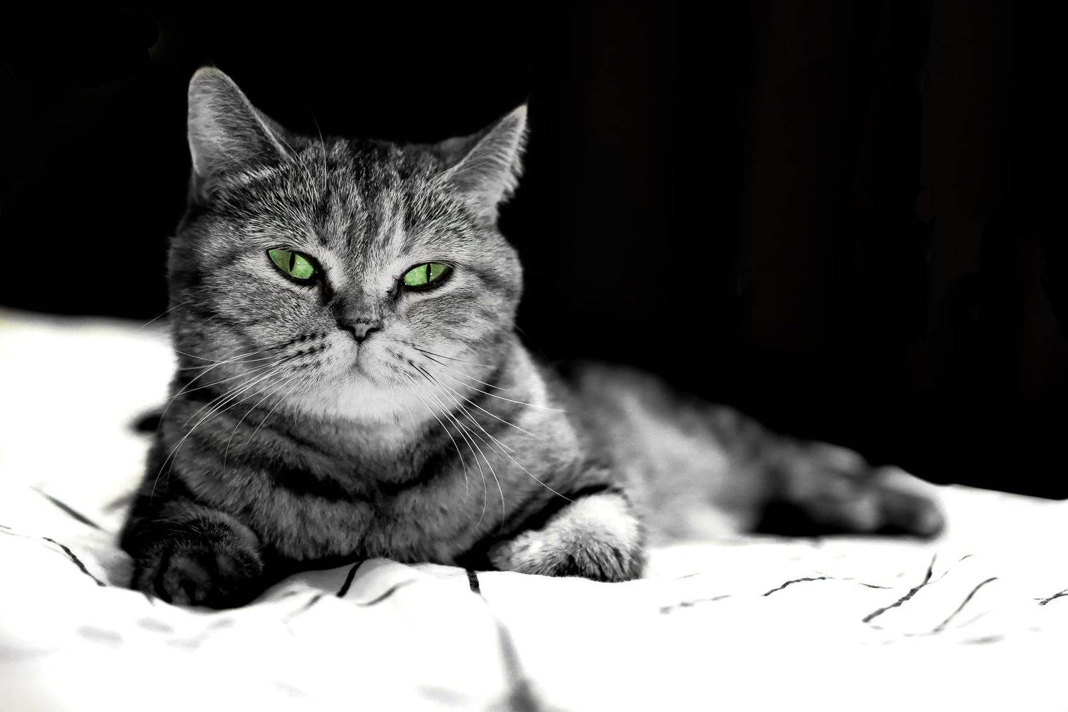 Photo #5245029
