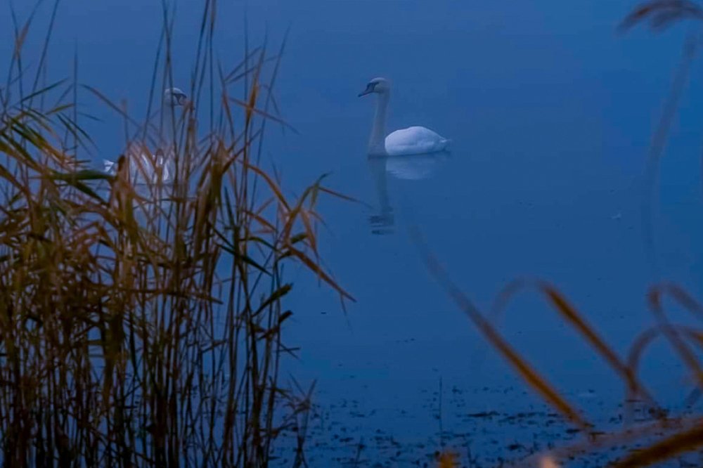 Символ верности