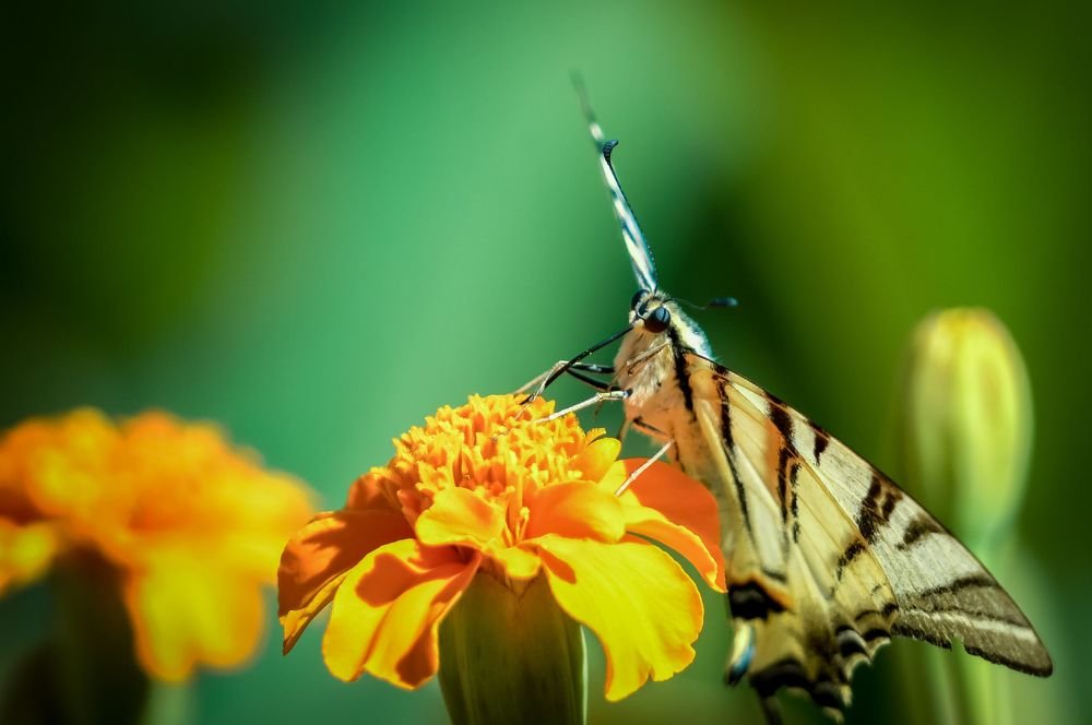 Photograph by Роман Надточий