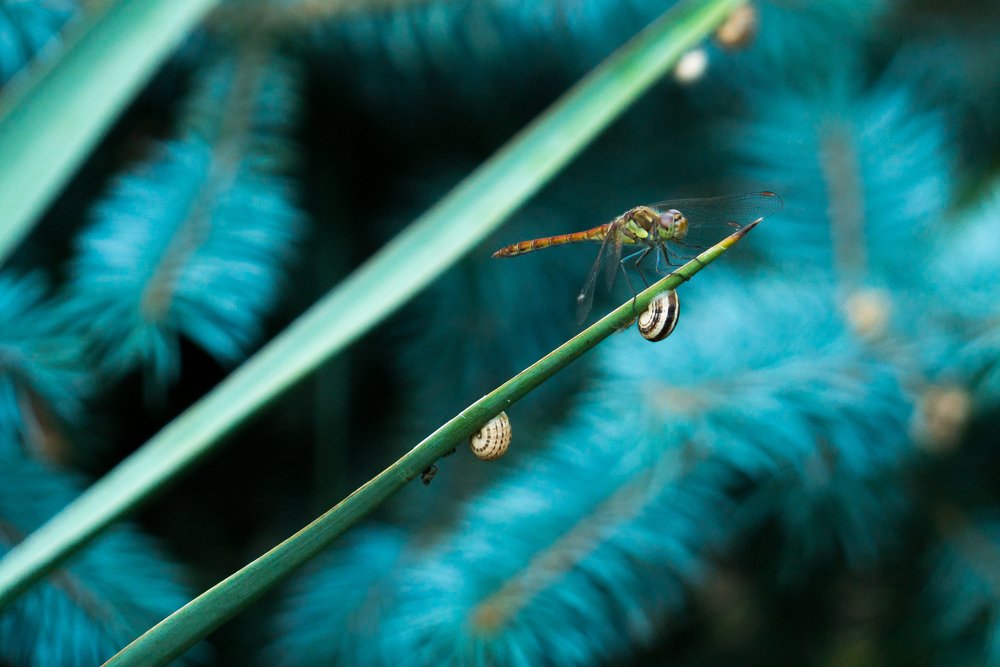 Photograph by Роман Надточий
