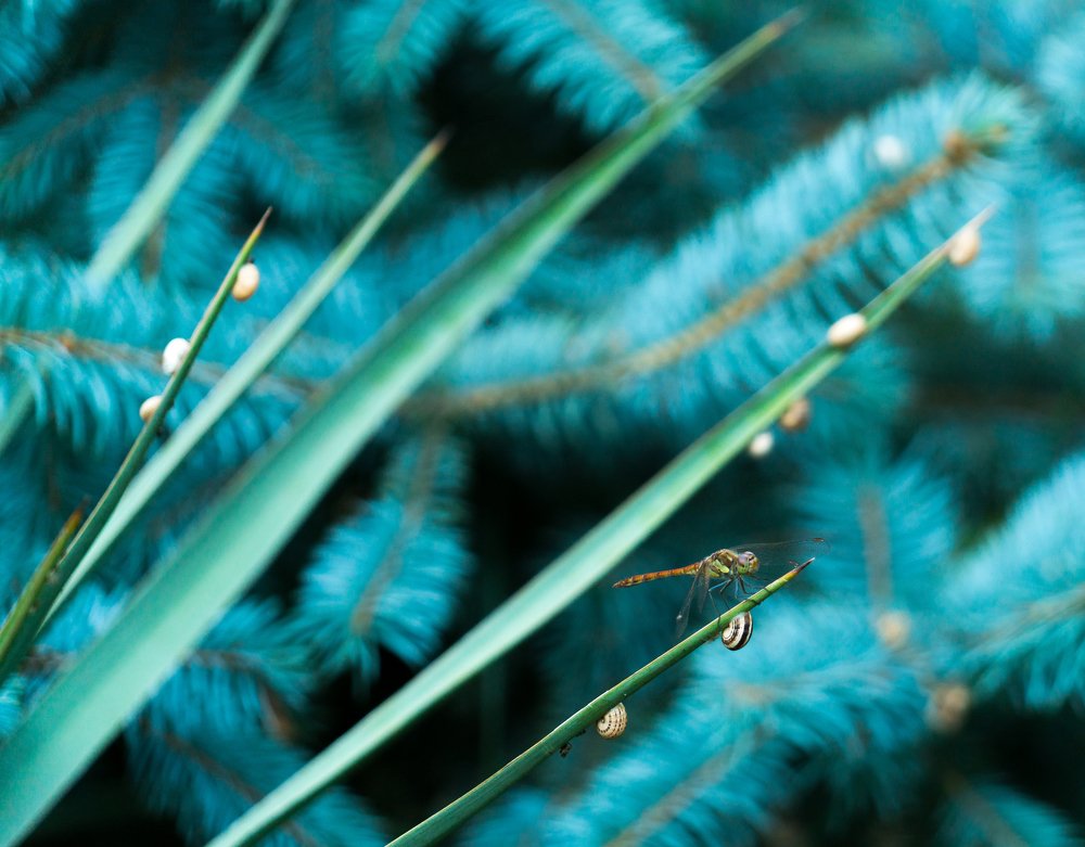 Photograph by Роман Надточий