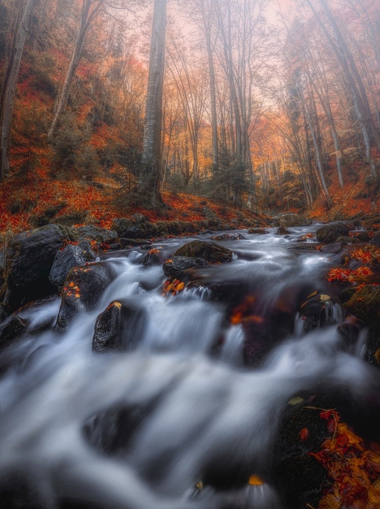 Colors in the forest