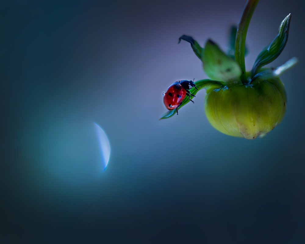 Photograph by Елена Иванова
