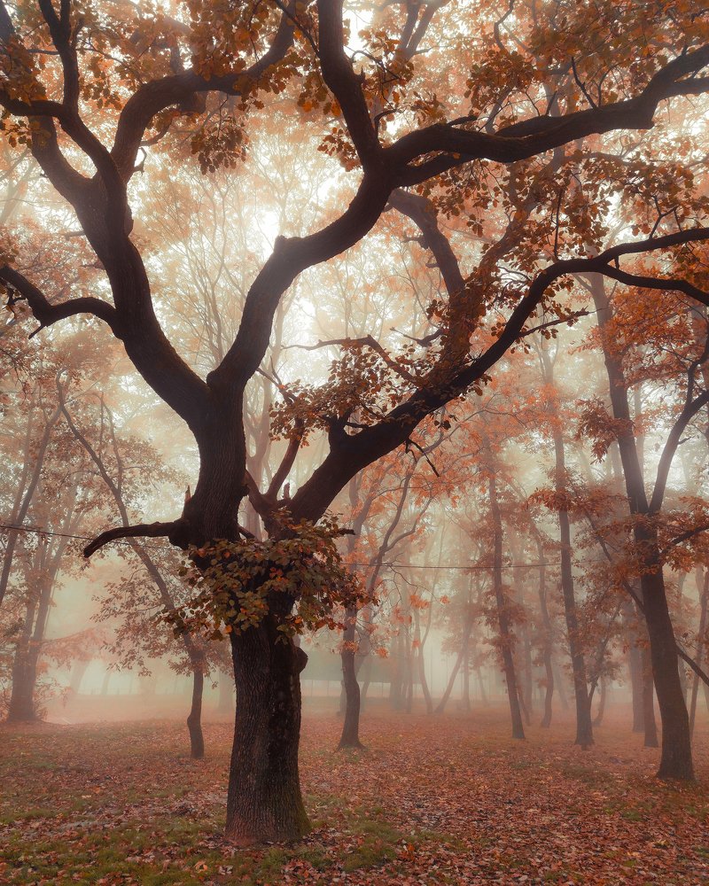 Forest autumn - Kosutnjak