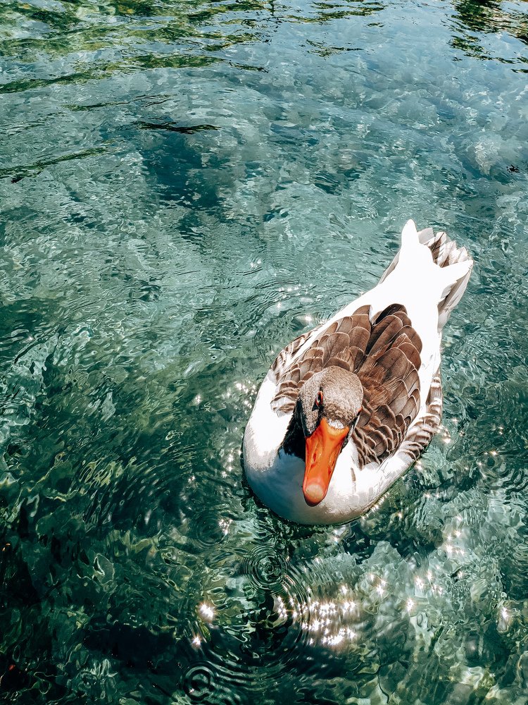 Photograph by Sharunova Olesya