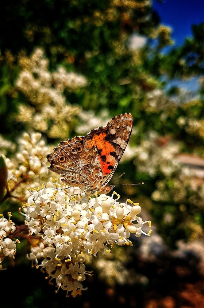 Фотография автора  reyhaneh khavaninzadeh