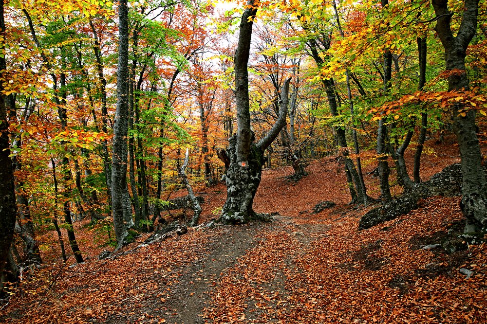 Photograph by Николай Диордиев