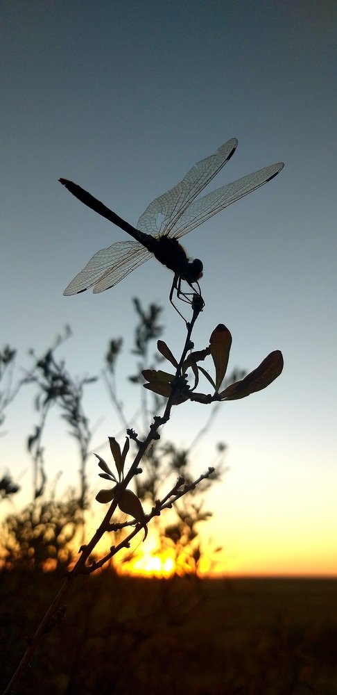 Photo #5245456