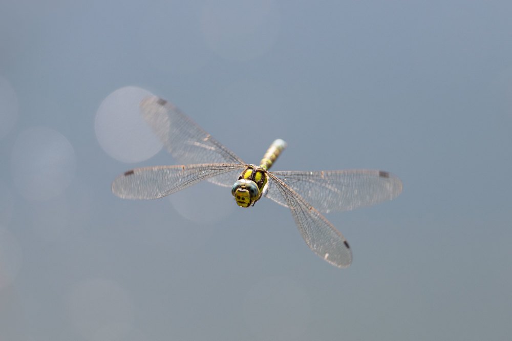 Photograph by Татьяна Дударенко