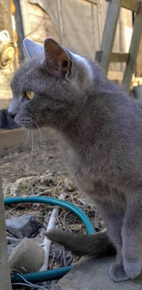 суслика видишь?