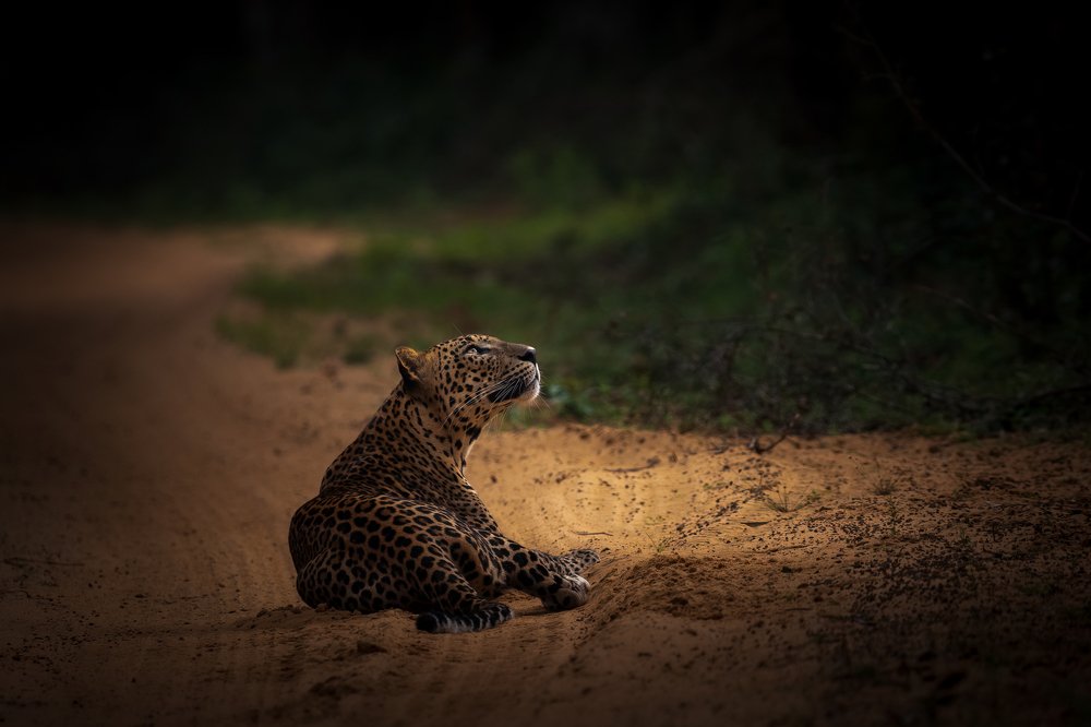 Фотография автора Thivanka Ilanperuma