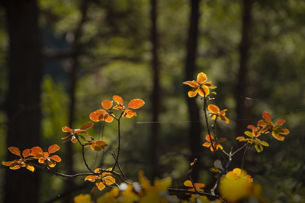 Photograph by Оксана Носкова