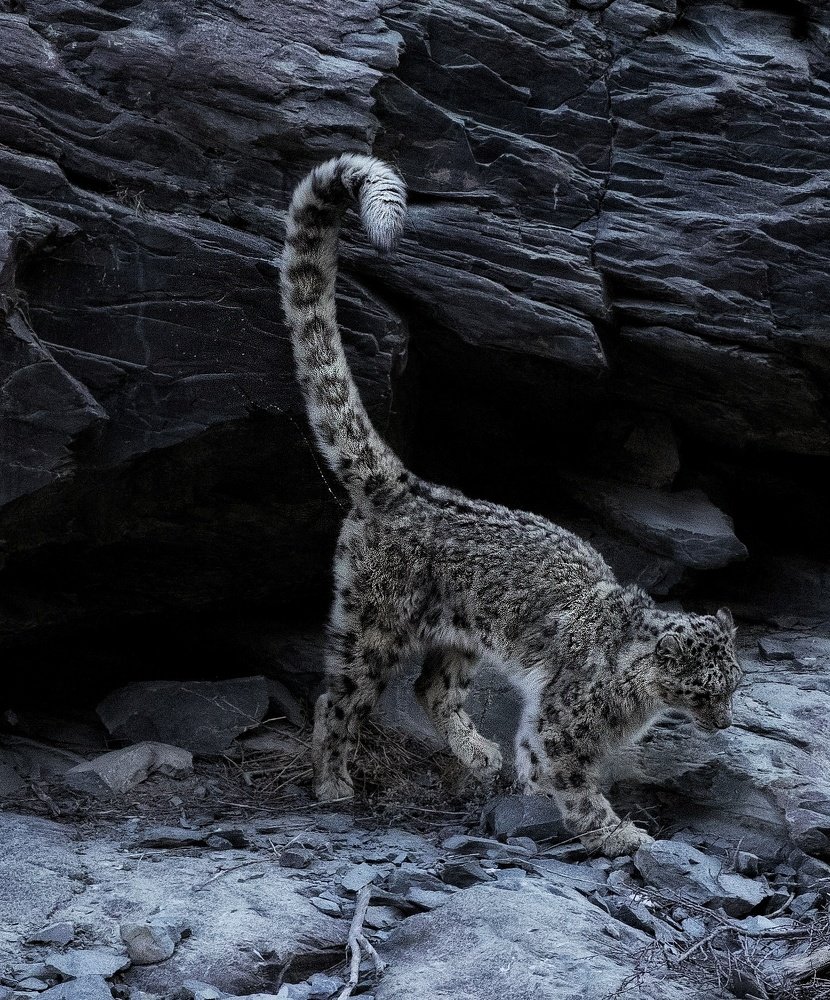 The Ghost of the Himalayas