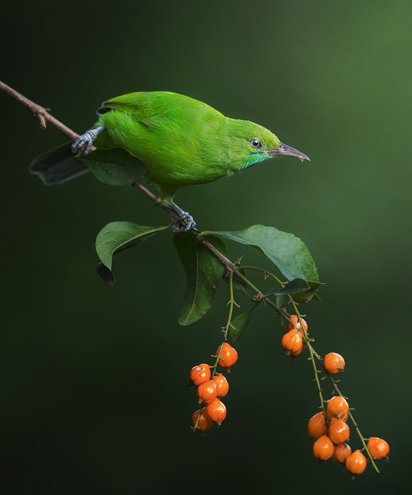 Photograph by Anirudh Vidyabhushan